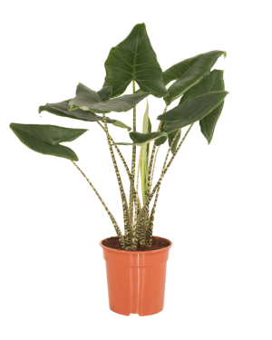 Alocasia Zebrina