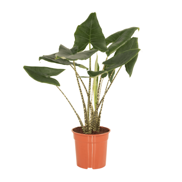 Alocasia Zebrina