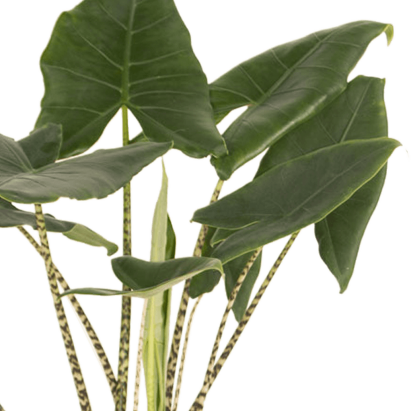 Alocasia Zebrina - Afbeelding 3
