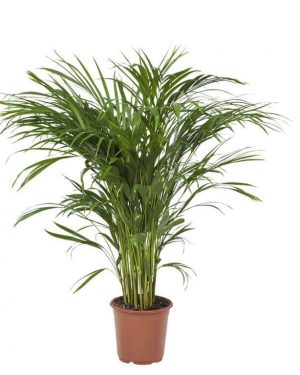 Areca Palm