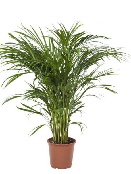 Areca Palm
