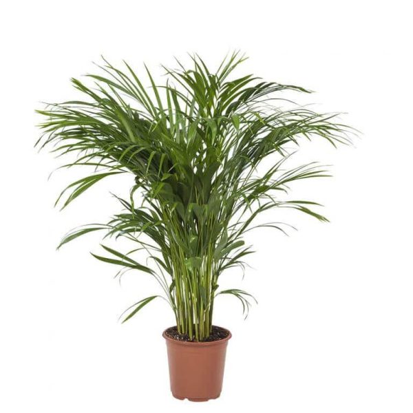 Areca Palm