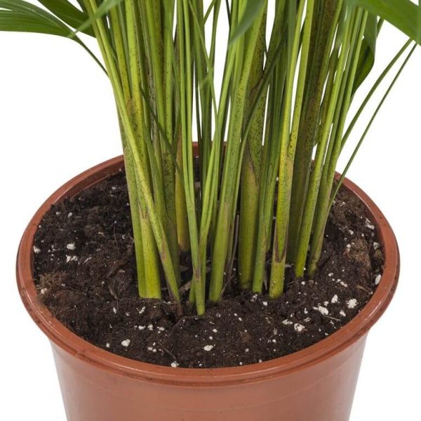 Areca Palm Pot