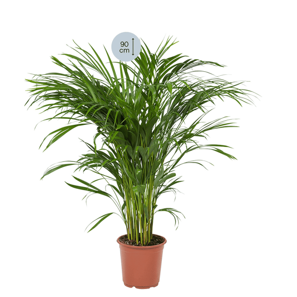Areca palm - Afbeelding 2