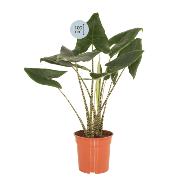 Alocasia Zebrina - Afbeelding 2