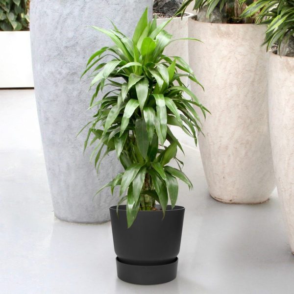 Dracaena Janet Craig Sfeer