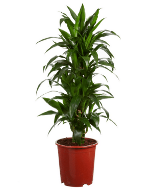 Dracaena Janet Craig Zonder Pot