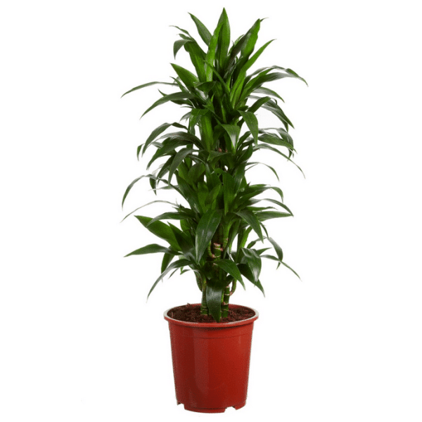 Dracaena Janet Craig Zonder Pot