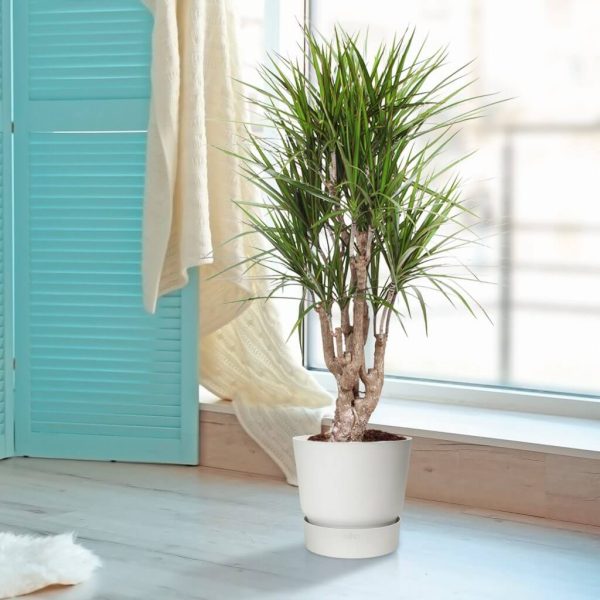 Dracaena Marginata Sfeer