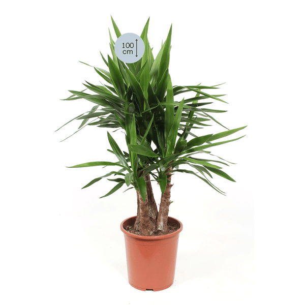 Yucca Elephantipes - Afbeelding 2