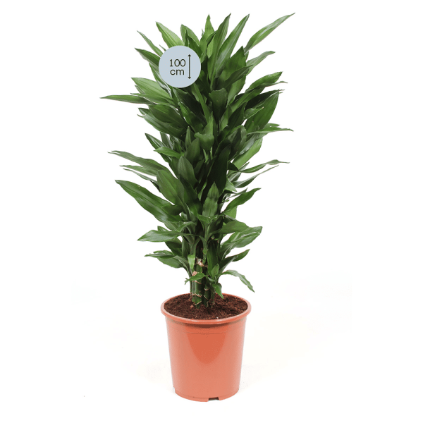 Dracaena Janet Lind - Afbeelding 2