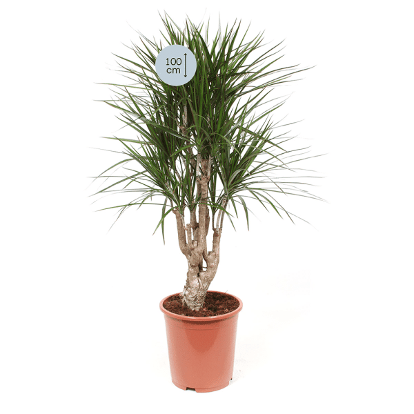 Dracaena Marginata - Afbeelding 2