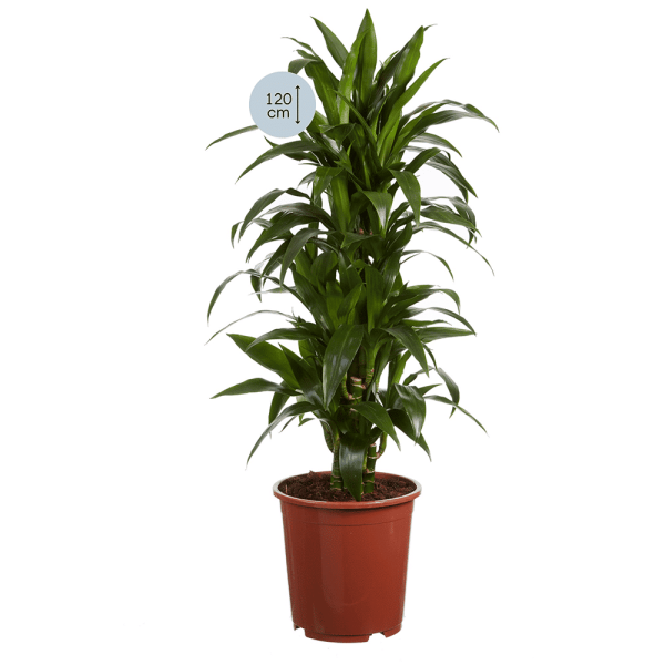 Dracaena Janet Craig - Afbeelding 2