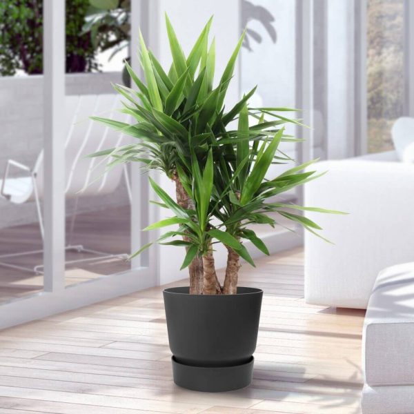 Yucca sfeer