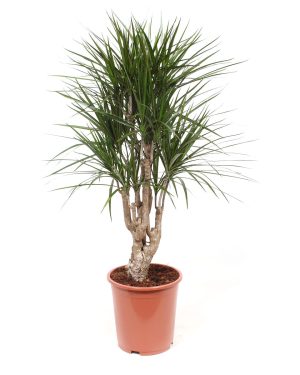 Dracaena Marginata