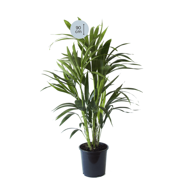 Kentia Palm - Afbeelding 2