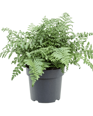 Duurzame Asplenium Parvati - Marvy Green