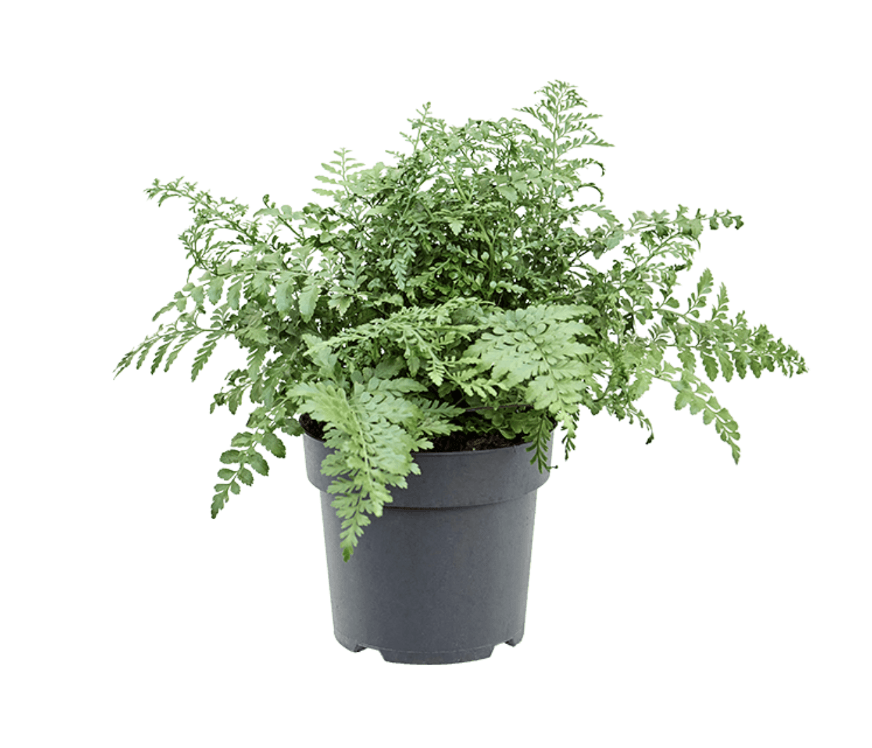 Duurzame Asplenium Parvati - Marvy Green