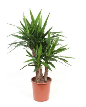 Yucca Elephantipes