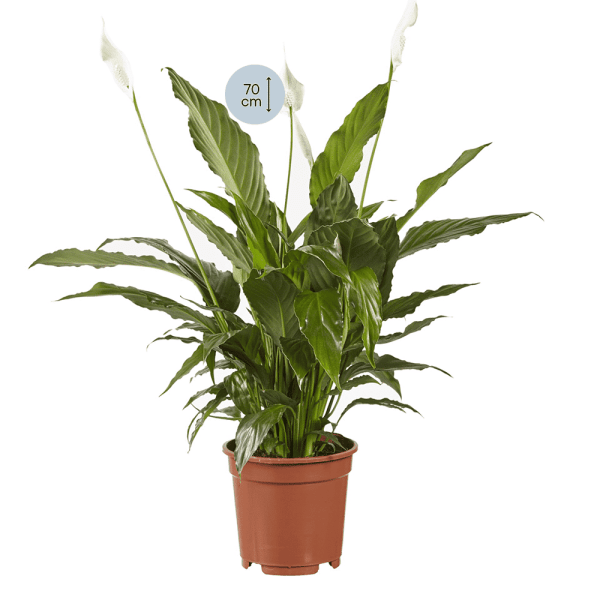 Lepelplant Spathiphyllum Vivaldi