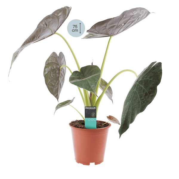 Alocasia Wentii