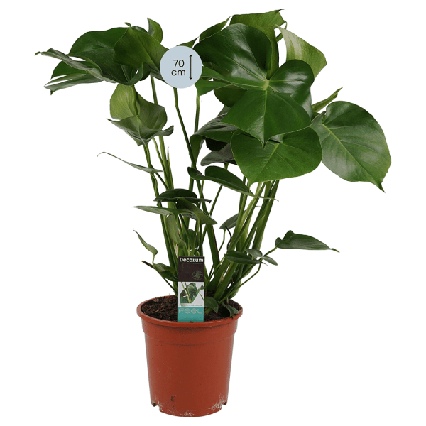 Monstera Deliciosa