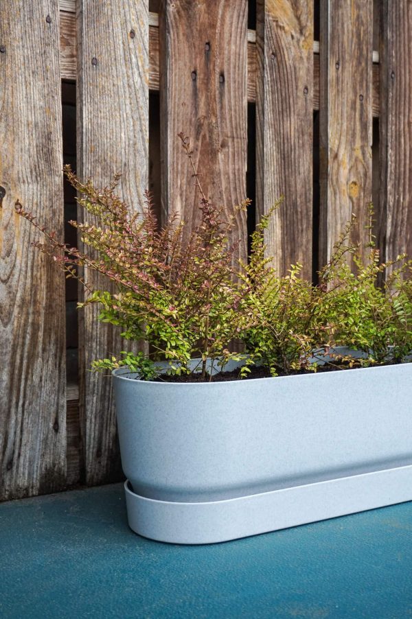 Plantenbak kant-en-klaar grijs met Lonicera Struikkamperfoelie