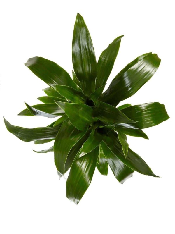 Dracaena Janet Craig Blad