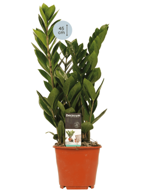 Zamio Culcas Marvy Green