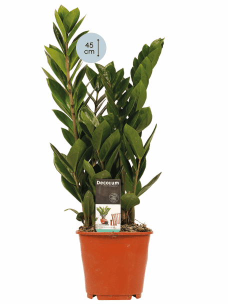 Zamio Culcas Marvy Green
