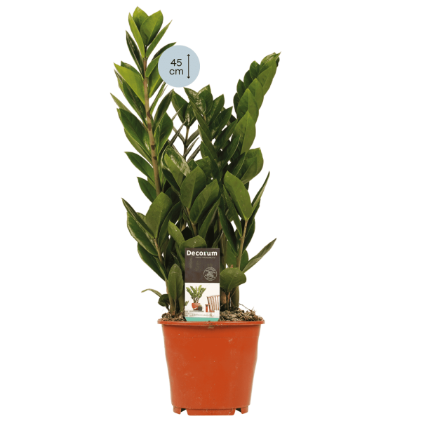 Zamio Culcas Marvy Green