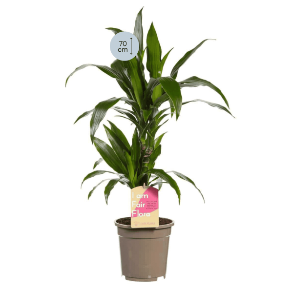 Dracaena Janet Craig