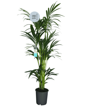 Kentia Palm XL