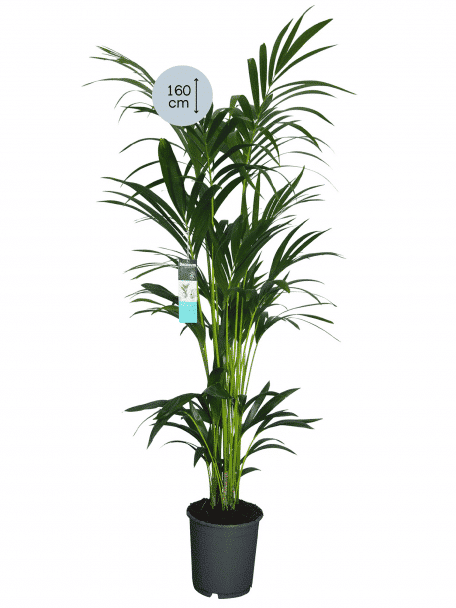 Kentia Palm XL