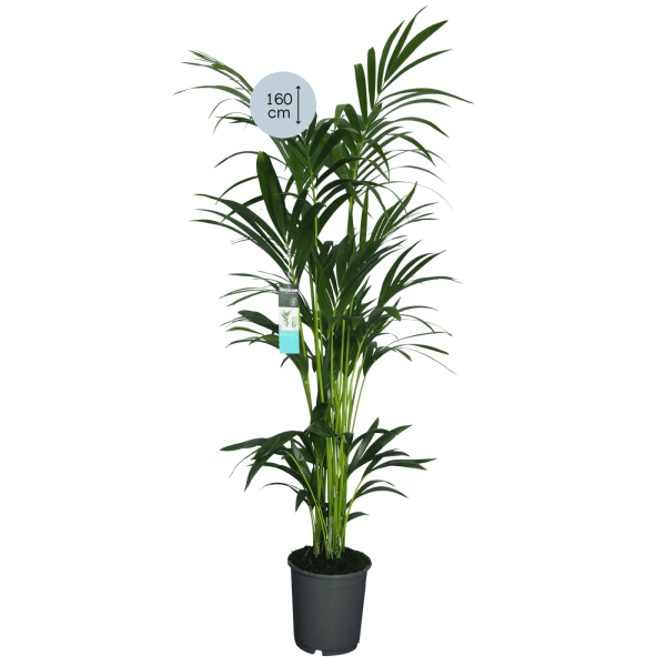 Kentia Palm XL