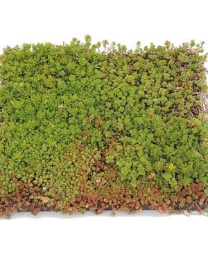 Groendak systeem semper green place and go sedum tray cassette