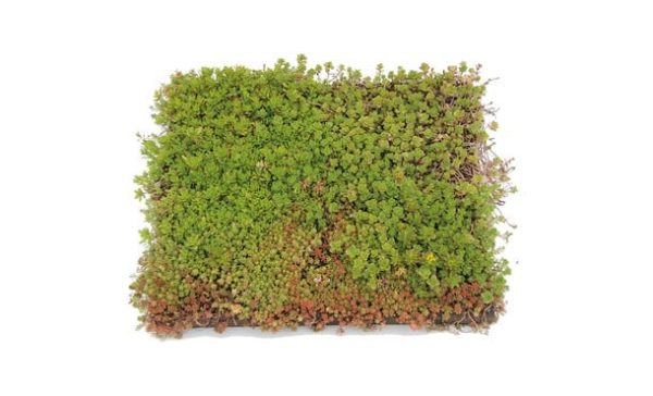 Groendak systeem semper green place and go sedum tray cassette