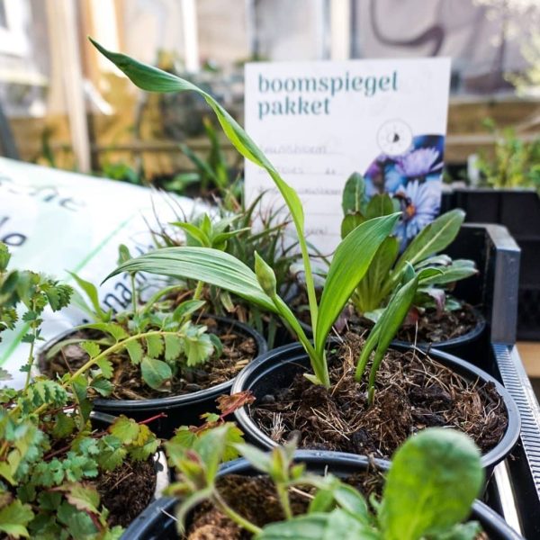 Boomspiegel pakket biologisch & inheems - Afbeelding 3