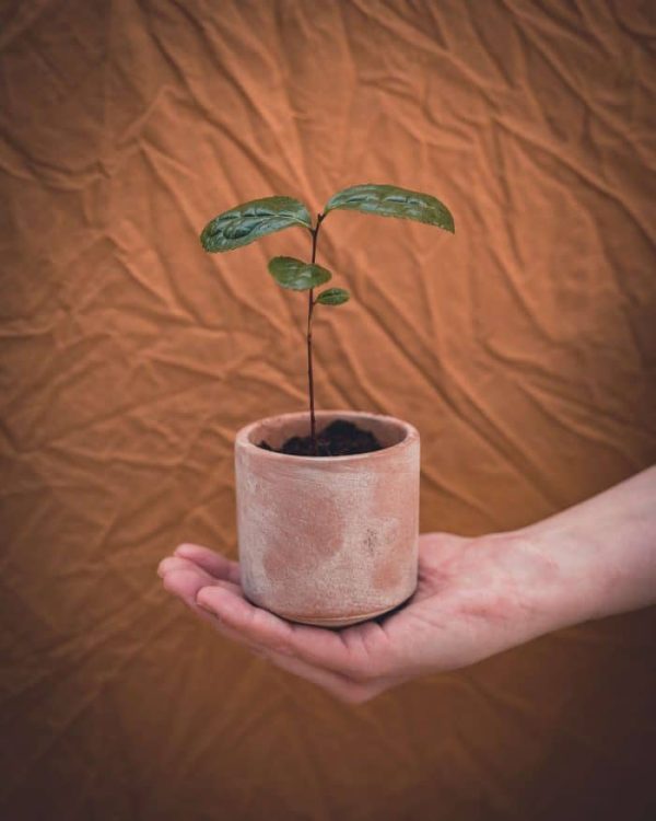 Kweekset kamerplanten Grow Your Ownn