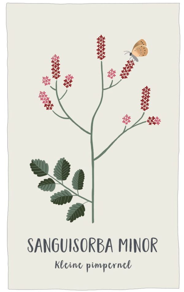 Kleine Pimpernel (Sanguisorba Minor) - Afbeelding 2