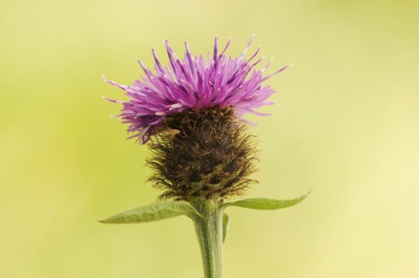 Knoopkruid (Centaurea Jacea) - Afbeelding 3