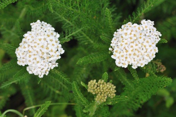 Duizendblad (Achillea Millefolium) - Afbeelding 2