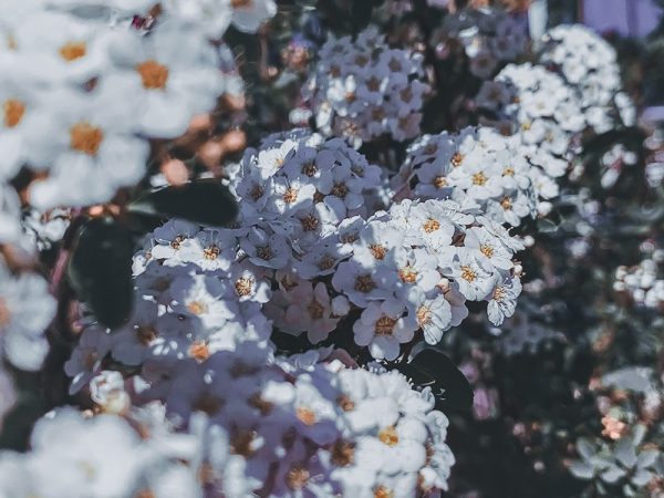 Duizendblad (Achillea Millefolium) - Afbeelding 3