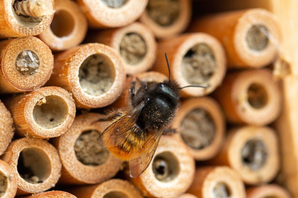 Close up photo insect hotel and insect - foto insectenhotels met bij