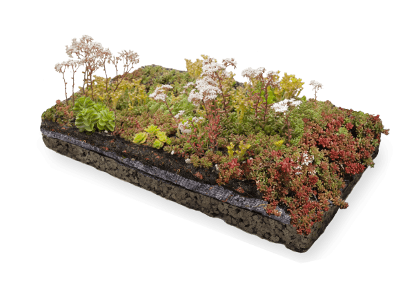 Sedum module Earth Kweek zonder rand