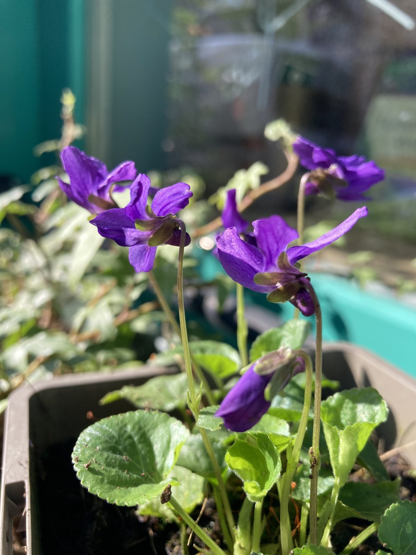 maarts viooltje biologisch
