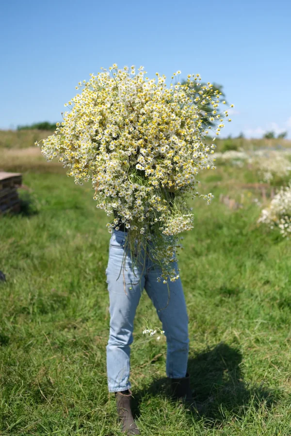 Botanische Kombucha Wilder Land Het is altijd lente - Afbeelding 2